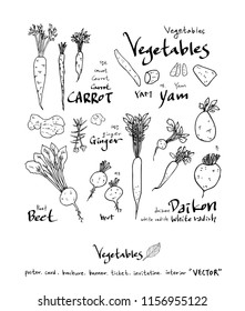 Hand drawn food ingredients - vegetable and fruit illustrations - vector