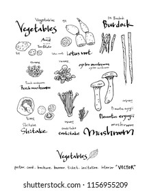 Hand drawn food ingredients - vegetable and fruit illustrations - vector