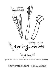 Hand drawn food ingredients - vegetable and fruit illustrations - vector