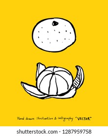 Hand drawn food ingredients - vegetable and fruit illustrations - vector