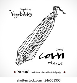Hand drawn food ingredients - vegetable and fruit illustrations - vector