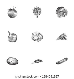 Hand drawn food sketches set. Collection of cauliflower, onion, tomato and other sketch elements.