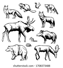 Hand drawn forest animals on white background. Vector sketch illustration.