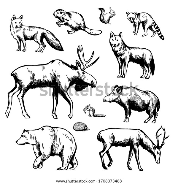 Hand Drawn Forest Animals On White Stock Vector (Royalty Free ...