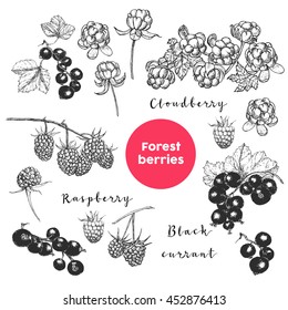 Hand drawn forest berries