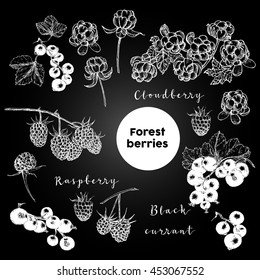 Hand drawn forest berries. Freehand drawing with imitation of chalk sketch. It can be used for design menu, greeting cards