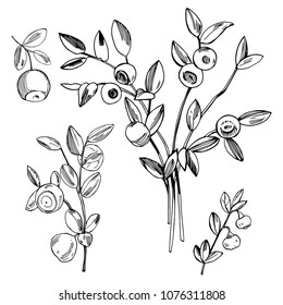 Hand drawn forest berry. Blueberry, bilberry. Vector sketch illustration