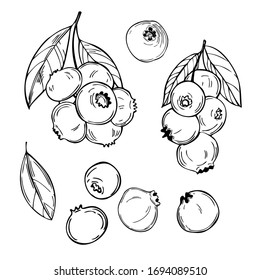 Hand Drawn Forest Berry. Blueberry, Bilberry. Vector Sketch Illustration