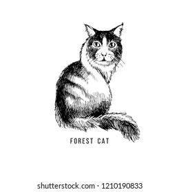 Hand drawn forest cat. Vector illustration