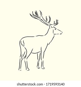 Hand drawn. forest deer, vector sketch illustration