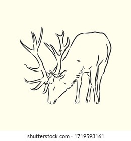 Hand drawn. forest deer, vector sketch illustration