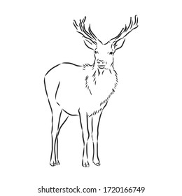 Hand drawn. forest deer, vector sketch illustration