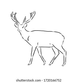 Hand drawn. forest deer, vector sketch illustration