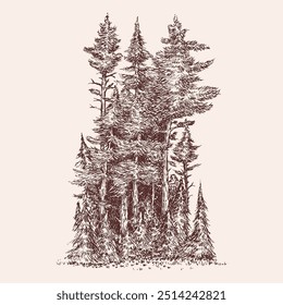 Hand drawn forest edge in monochrome color. Sketching pine trees group. Vector doodle illustration.