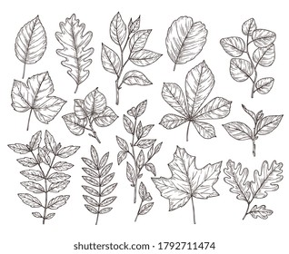 Hand drawn forest leaves. Autumn leaf sketch, drawing nature elements. Botanical oak branch, fall foliage and plants vector illustration