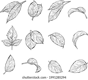 Hand Drawn Forest Leaves, Black and White Detailed Vector Illustrations for invitations, greeting cards, quotes, blogs, posters.