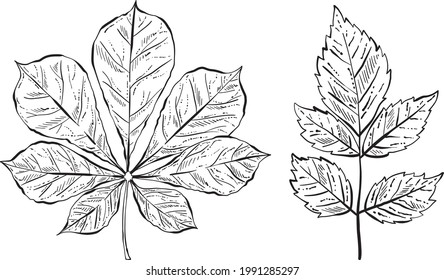 Hand Drawn Forest Leaves, Black and White Detailed Vector Illustrations for invitations, greeting cards, quotes, blogs, posters.