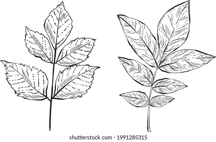 Hand Drawn Forest Leaves, Black and White Detailed Vector Illustrations for invitations, greeting cards, quotes, blogs, posters.