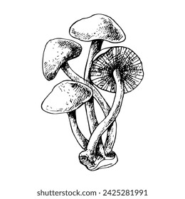 Hand drawn forest mushroom vector illustration. Isolated sketch of honey mushroom. Organic product on white background for menu, label, packaging, recipe