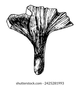 Hand drawn forest mushroom vector illustration. Isolated sketch of chanterelle. Organic product on white background for menu, label, packaging, recipe