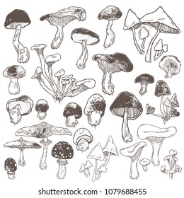 Hand drawn forest mushrooms set. Vector illustration