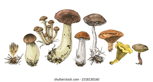 Hand drawn forest mushrooms. Vector illustration