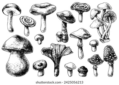 Hand drawn forest mushrooms vector illustration. Isolated sketches of champignon, fly agaric, toadstool, chanterelles, russula, boletus. Organic edible and poisonous products on white for menu, label