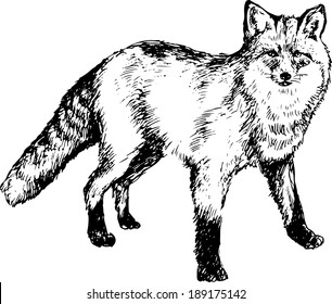 hand drawn fox