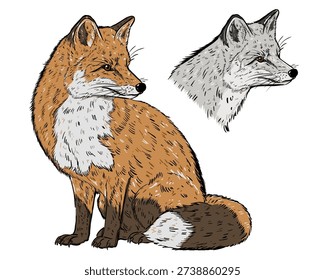 Hand drawn fox illustration set featuring red and arctic fox portraits with detailed fur texture, natural colors, isolated on white background
