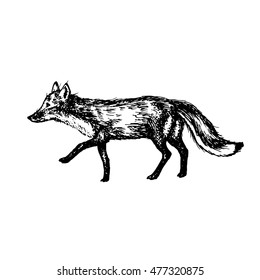 Hand Drawn Fox Illustration Vector Stock Vector (Royalty Free ...