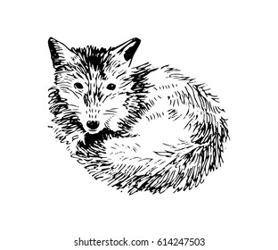 Hand drawn fox isolated on white background