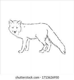 Hand drawn fox, vector illustration. See also other sets of animals. wild Fox vector illustration
