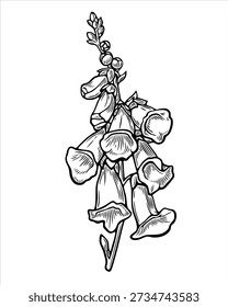 Hand Drawn Foxglove Flower Vector, Digitalis Botanical Line Art, Black and White Floral Illustration