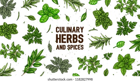 Hand drawn frame with culinary herbs and spices. Vector illustration for design menu, packaging, recipes, label, farm market products. Basil, Parsley, Rosemary, Sage, Bay, Thyme, Oregano
