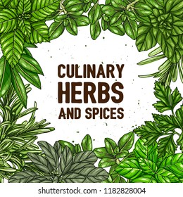 Hand drawn frame with culinary herbs and spices. Vector illustration for design menu, packaging, recipes, label, farm market products. Hand drawn vintage background. Botanical banner template.