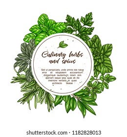Hand drawn frame with culinary herbs and spices. Vector illustration for design menu, packaging, recipes, label, farm market products. Basil, Parsley, Rosemary, Sage, Bay, Thyme, Oregano