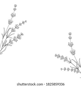 Hand drawn frame lavender in sketch style