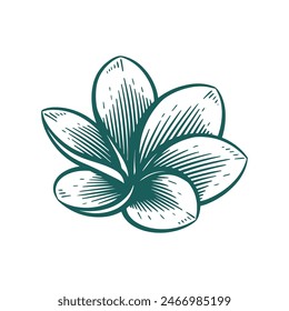 Hand Drawn Frangipani or Plumeria Flower, Floral Line Art Engraving Illustration