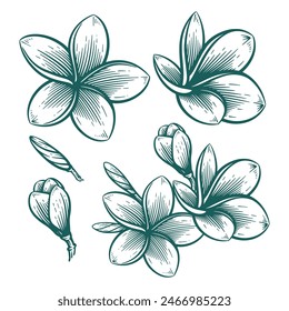 Flor de Frangipani o Plumeria dibujada a mano, ilustración de grabado de arte de línea floral