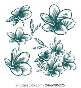 Hand Drawn Frangipani or Plumeria Flower, Floral Line Art Engraving Illustration