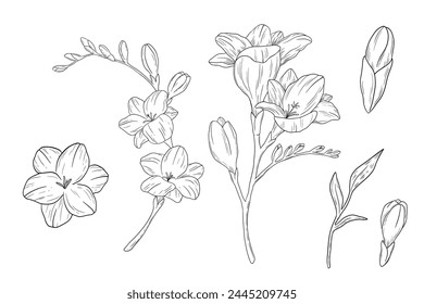 Handgezeichnete Freesia Blütenzweig und Blätter Skizze. Vektorgrafik Monochrome Ätzzeichnung isoliert auf Weiß.