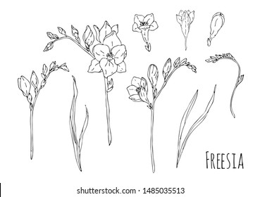 Hand drawn freesia set illustration on white background. Black and white sketch liner.