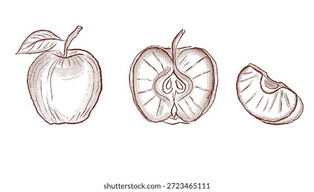Hand Drawn Fresh Apple with Slice - Healthy Eating and Nutrition Concept Illustration