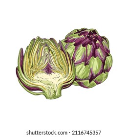 Hand drawn fresh artichoke. Whole artichoke and cut in half. Vector illustration isolated on white background.