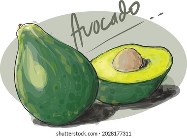 hand drawn fresh avocado vector illustration, perfect for fruit market
