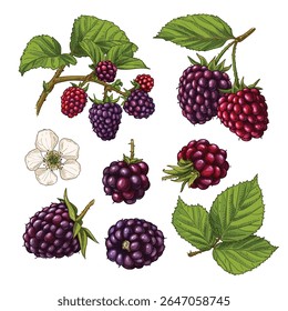 Hand drawn fresh blackberries. Set sketches with blackberries on a branch, with berries, leaves and flowers. Vector illustration isolated on white background.
