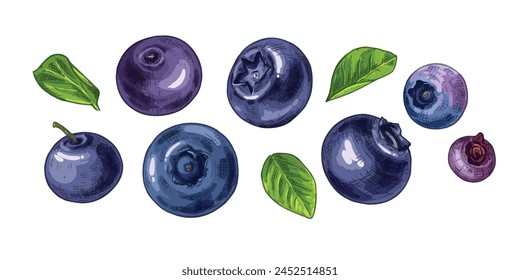 Hand drawn fresh blueberries. Berries and leaves. View from different angles. Vector illustration in retro style isolated on white background.