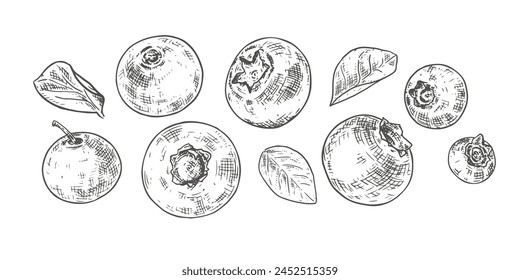 Hand drawn fresh blueberries. Berries and leaves. View from different angles. Vector illustration in retro style isolated on white background.
