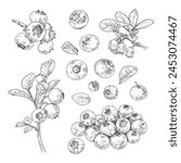 Hand drawn fresh blueberries. Set sketches with blueberries on a branch, with berries, leaves and flowers. Vector illustration isolated on white background.