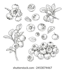 Hand drawn fresh blueberries. Set sketches with blueberries on a branch, with berries, leaves and flowers. Vector illustration isolated on white background.